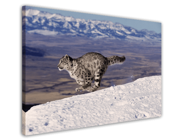 Rennender Schneeleopard