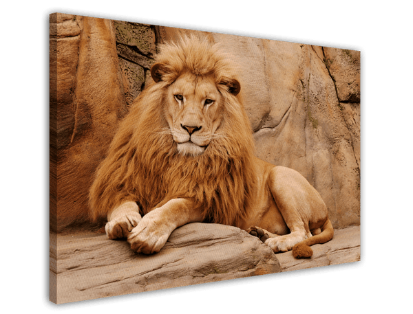 Afrikanische Wildtiere - Stolzer Löwe auf Felsen