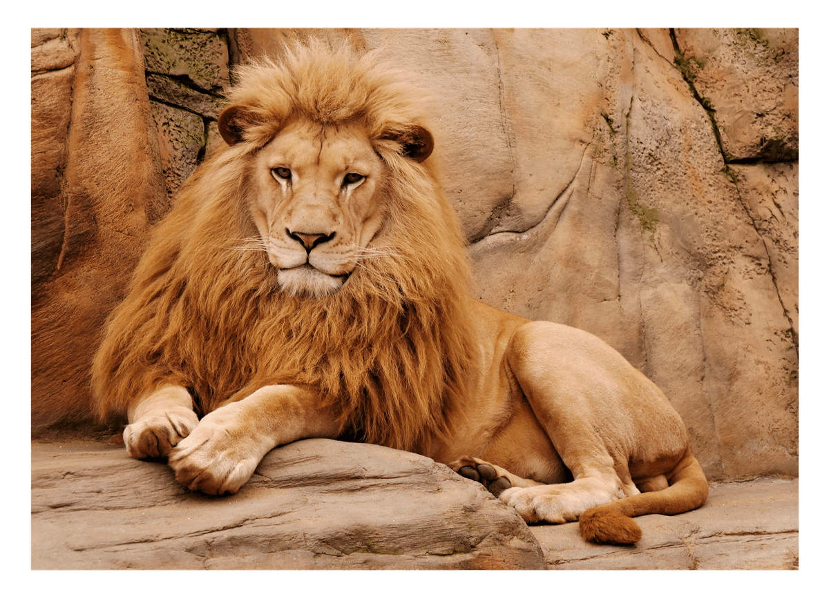 Afrikanische Wildtiere - Stolzer Löwe auf Felsen