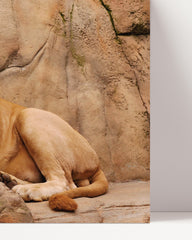 After Hover: Afrikanische Wildtiere - Stolzer Löwe auf Felsen