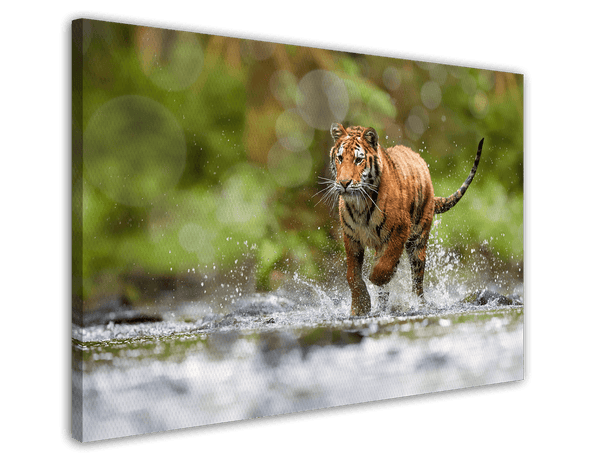 Tiger im Wasser