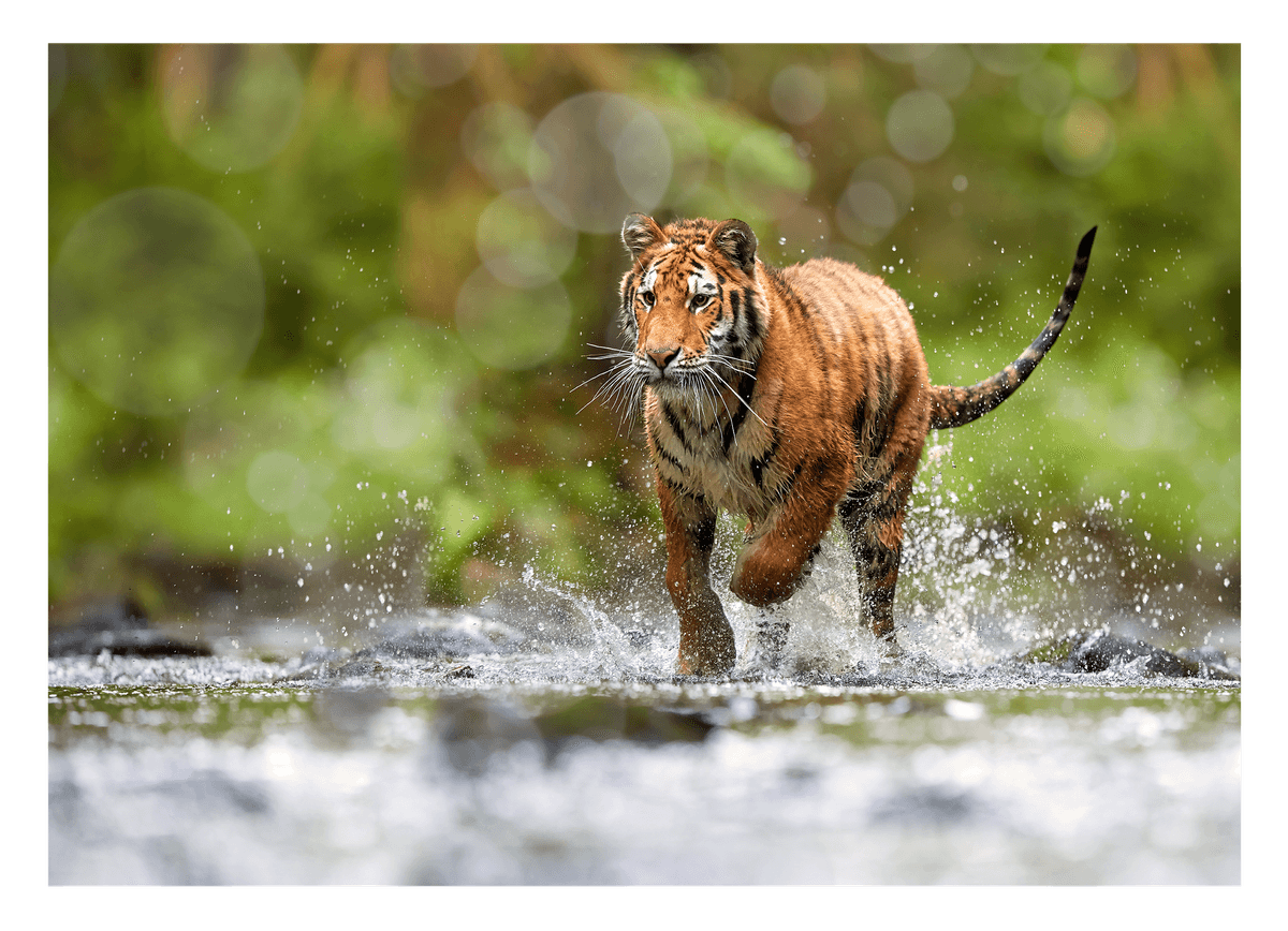 Tiger im Wasser