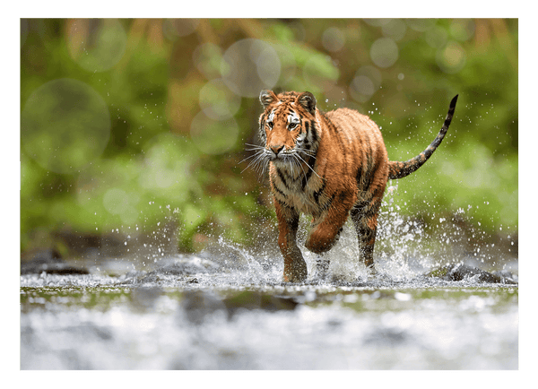 Tiger im Wasser