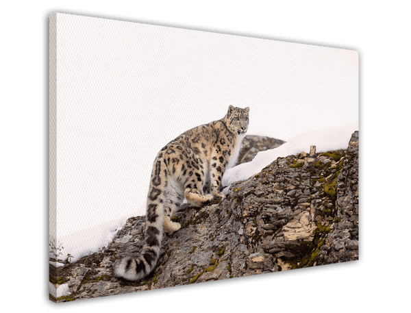 Schneeleopard