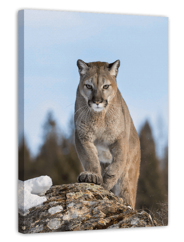 Puma auf einem Berg