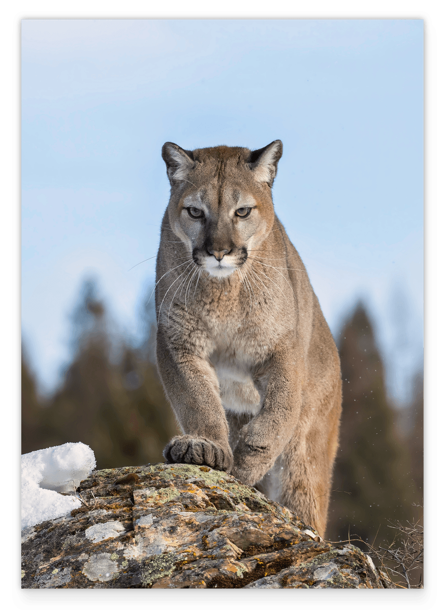 Puma auf einem Berg