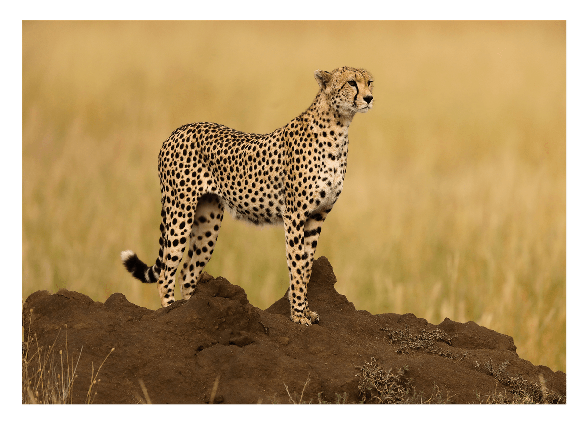 Gepard in der Savanne