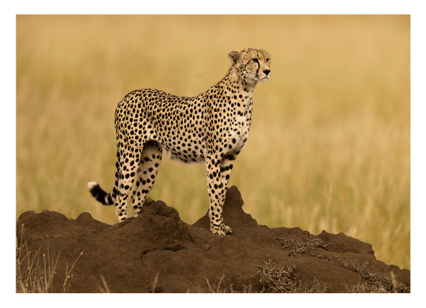 Gepard in der Savanne