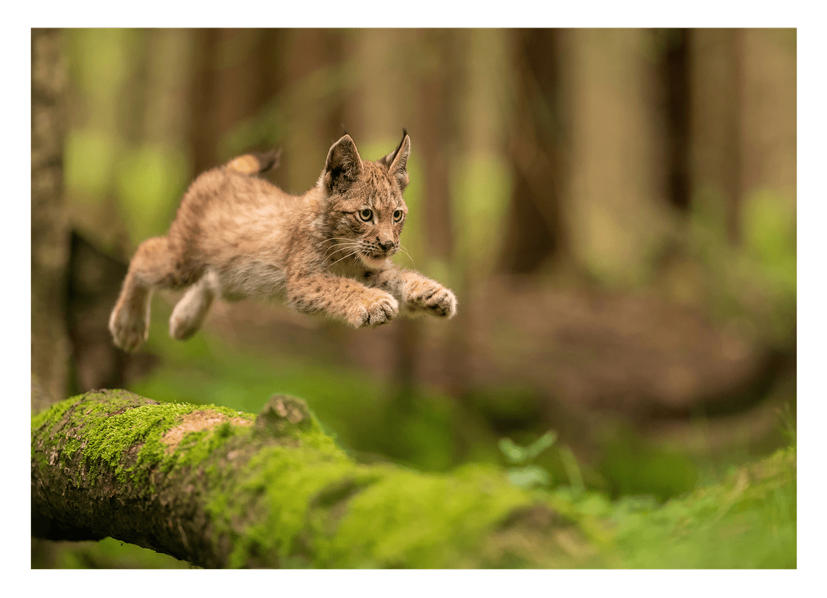 Springendes Luchs-Baby