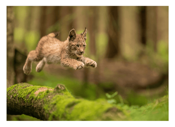 Springendes Luchs-Baby