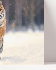 After Hover: Springender Tiger in Schnee-Landschaft - Wildtier Fotografie