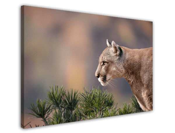 Puma im Profil