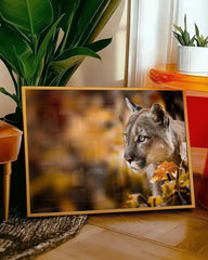 After Hover: Puma im Herbst