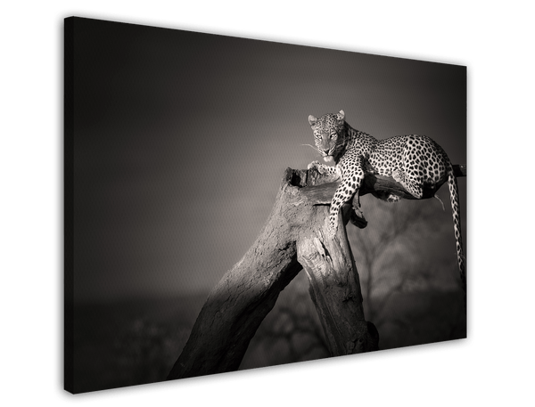 Leopard auf Baum - Schwarz-Weiß