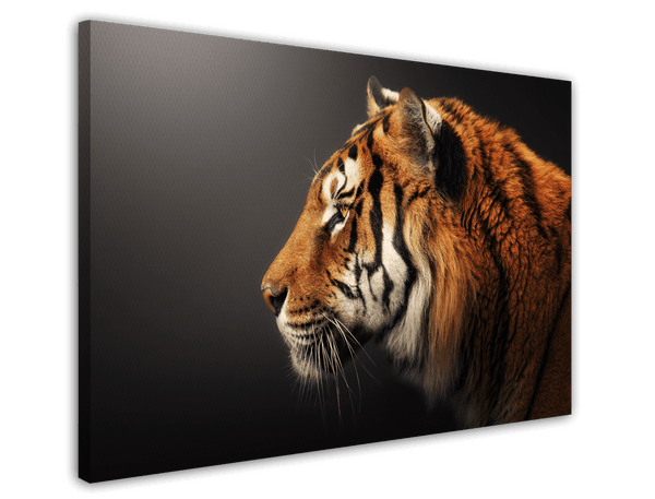 Tiger im Profil