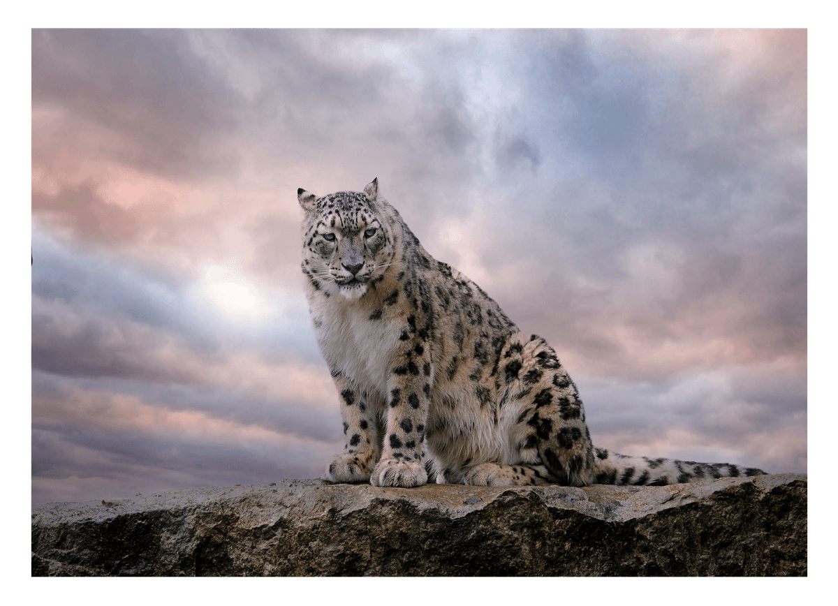 Schneeleopard
