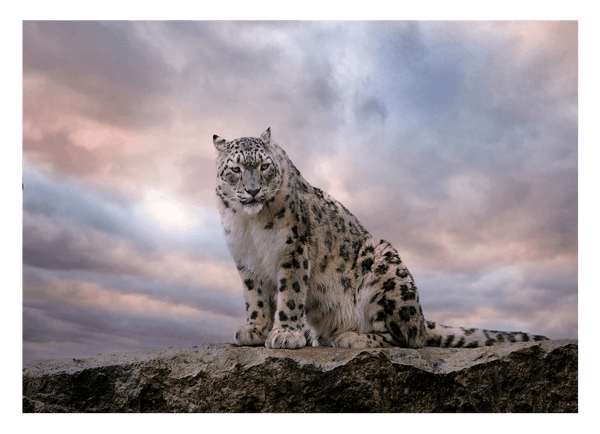 Schneeleopard