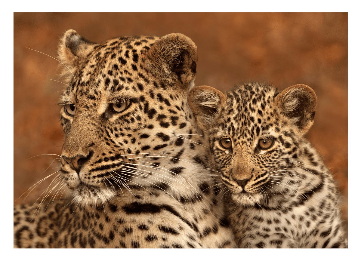 Leoparden-Familie