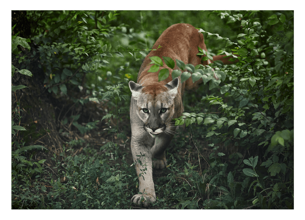 Puma