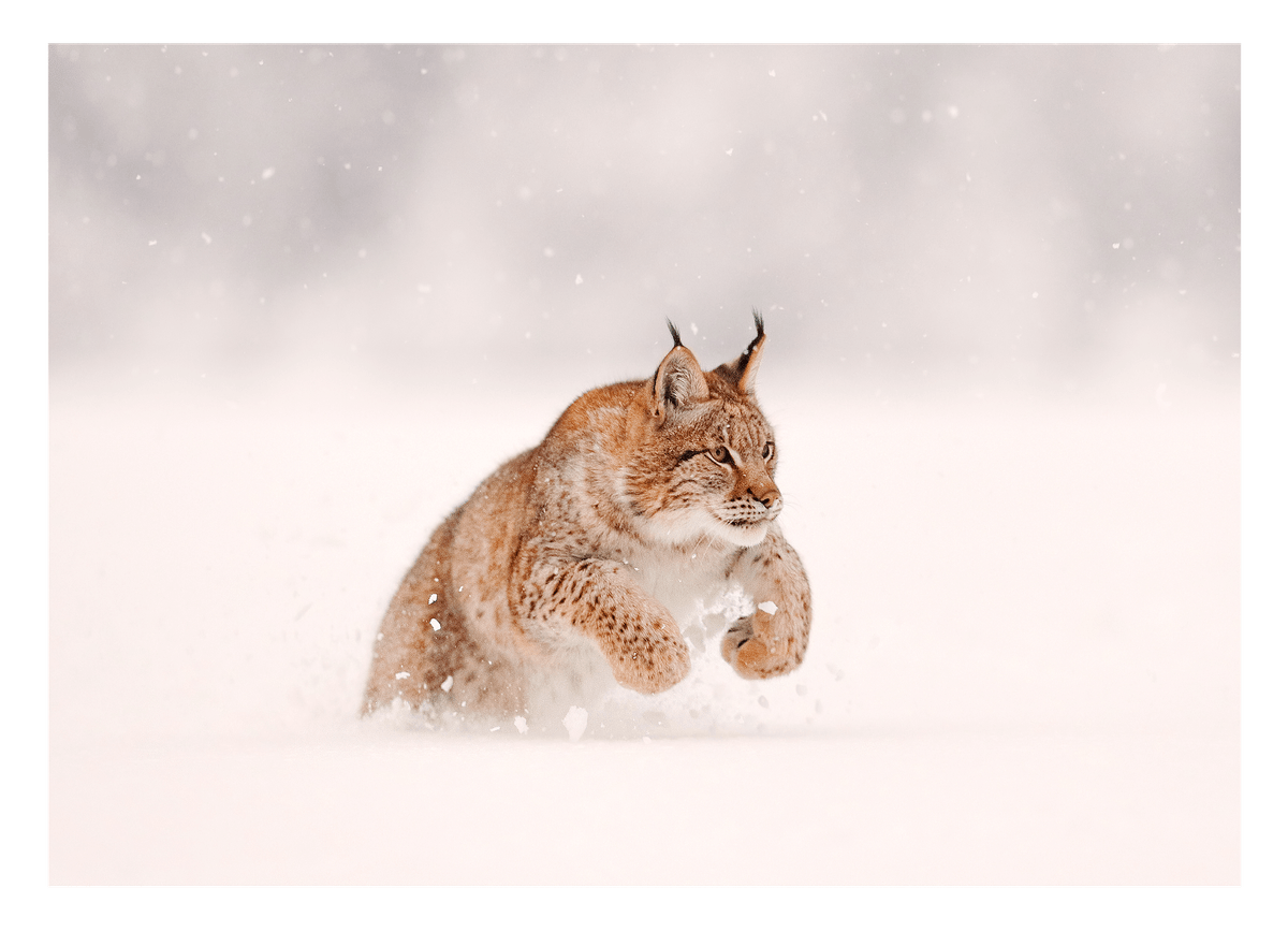 Springender Luchs im Schnee