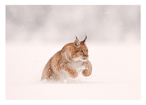Springender Luchs im Schnee