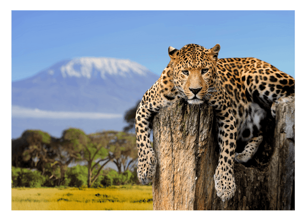 Liegender Leopard