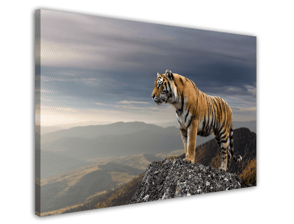 Tiger in den Bergen