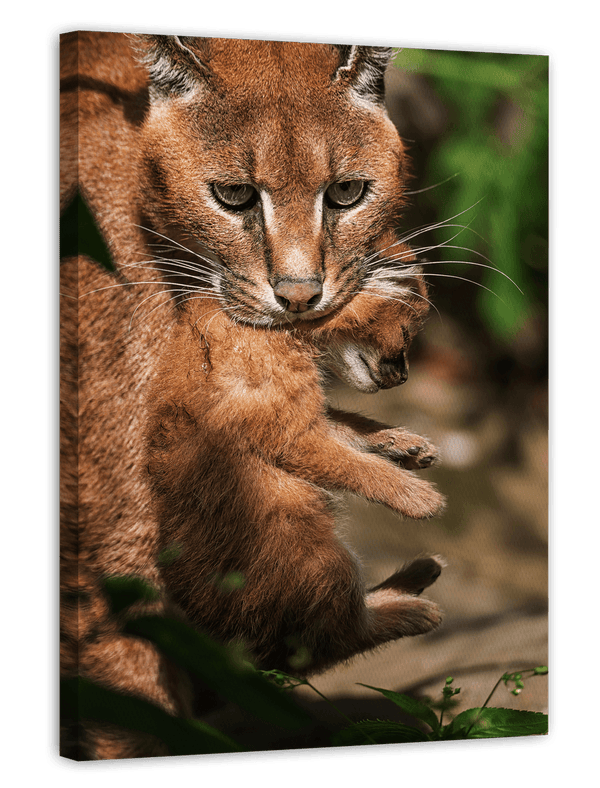 Karakal-Katze mit Baby