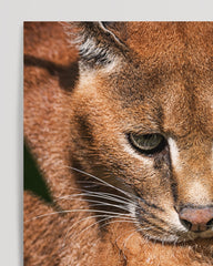 After Hover: Karakal-Katze mit Baby