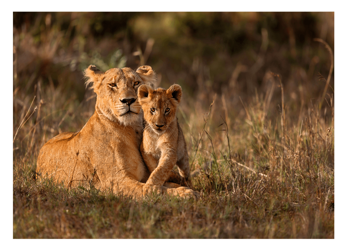 Löwen-Mama mit Baby