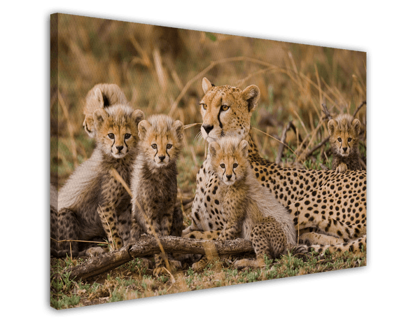 Geparden-Familie