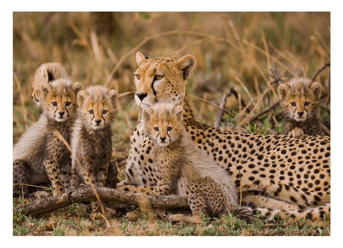 Geparden-Familie
