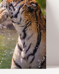 After Hover: Spielende Tiger