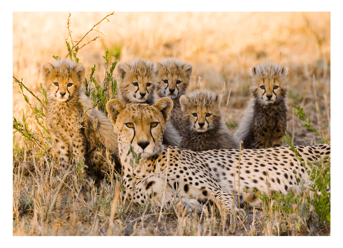 Afrikanische Raubkatzen - Geparden Mutter mit Jungtieren