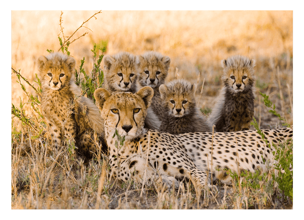 Afrikanische Raubkatzen - Geparden Mutter mit Jungtieren