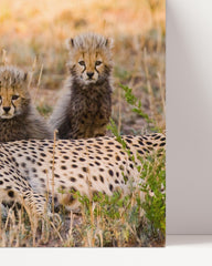 After Hover: Afrikanische Raubkatzen - Geparden Mutter mit Jungtieren