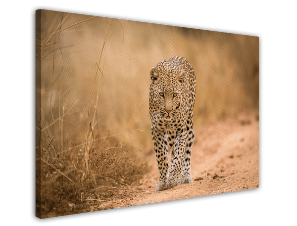 Leopard in der Savanne