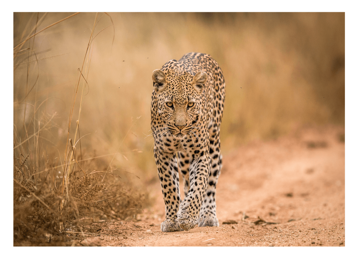 Leopard in der Savanne