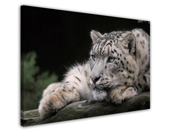 Schneeleopard
