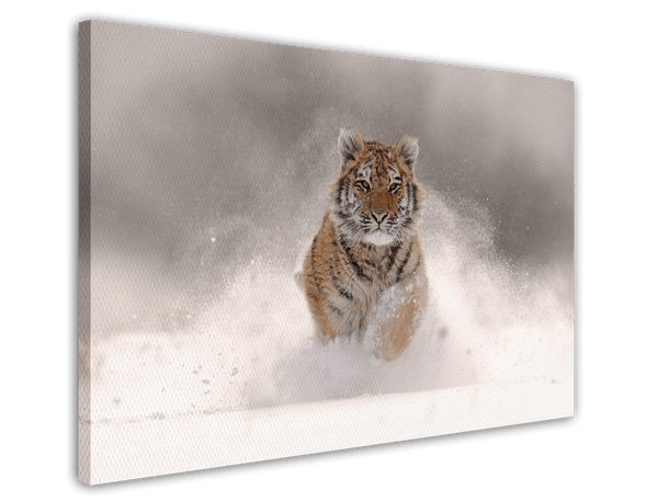 Tiger im Schnee - Sonnige Winter-Landschaft Tier Fotografie