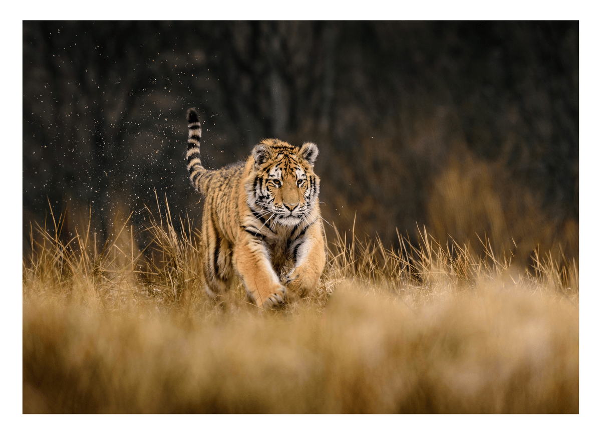 Rennender Tiger