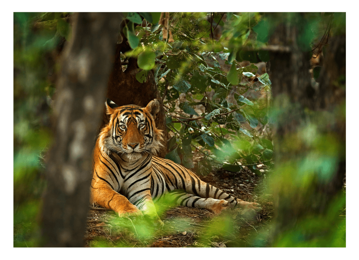 Tiger im Regenwald