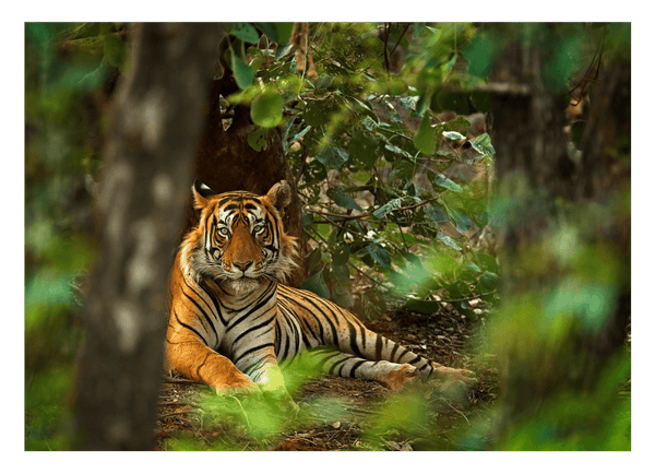 Tiger im Regenwald