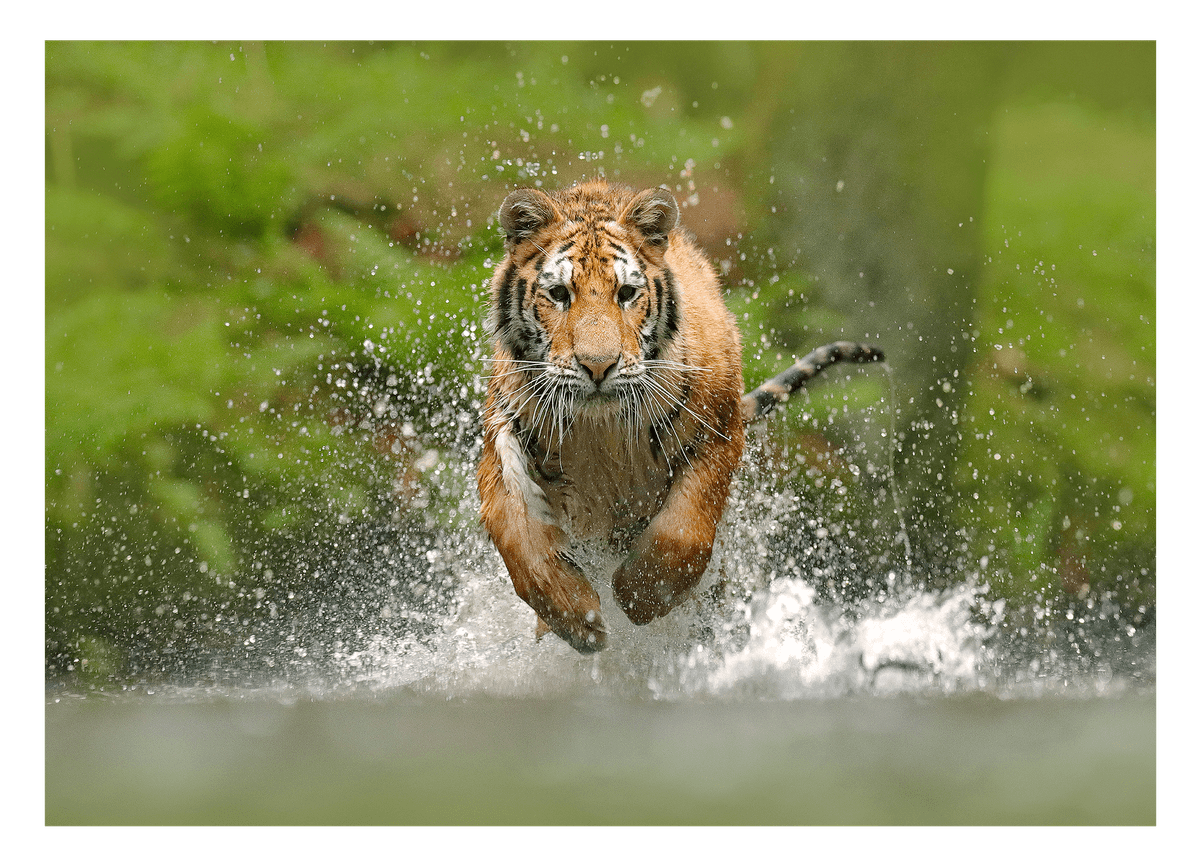 Rennender Tiger im Wasser