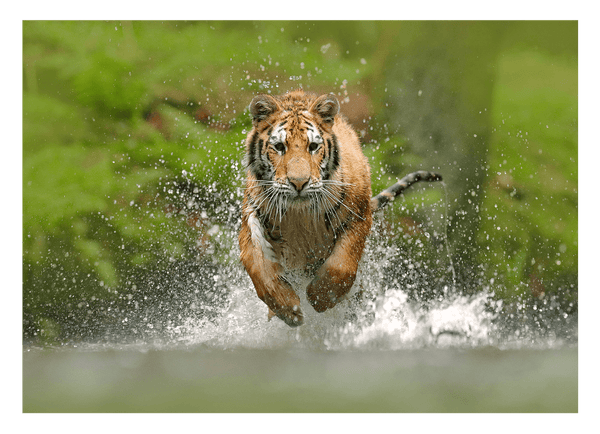 Rennender Tiger im Wasser