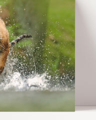 After Hover: Rennender Tiger im Wasser