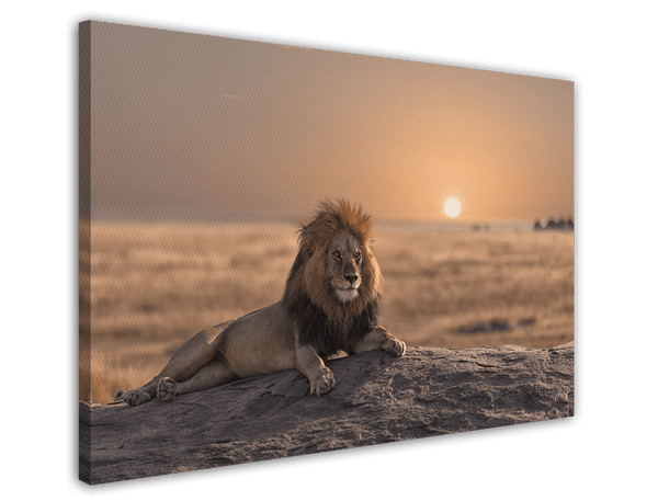 Löwe bei Sonnenuntergang