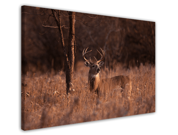 Hirsch in Abendstimmung