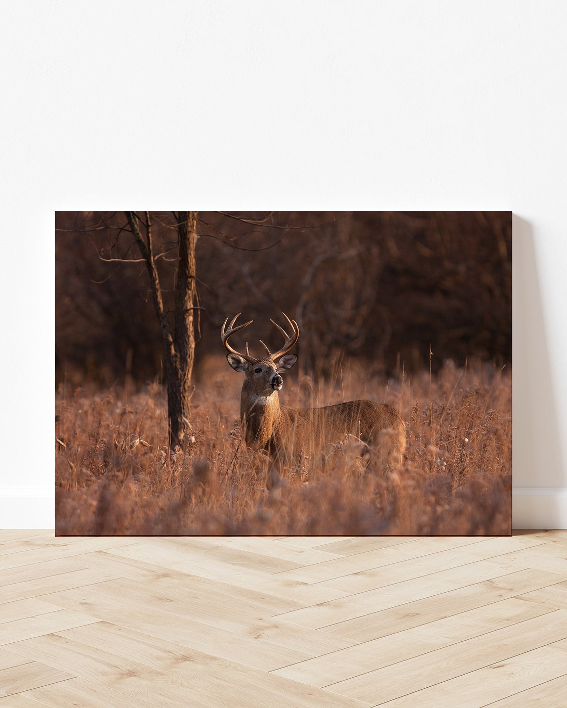 stretched-canvas