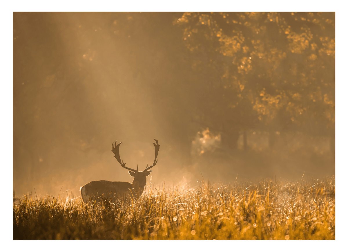Hirsch in den Morgenstunden